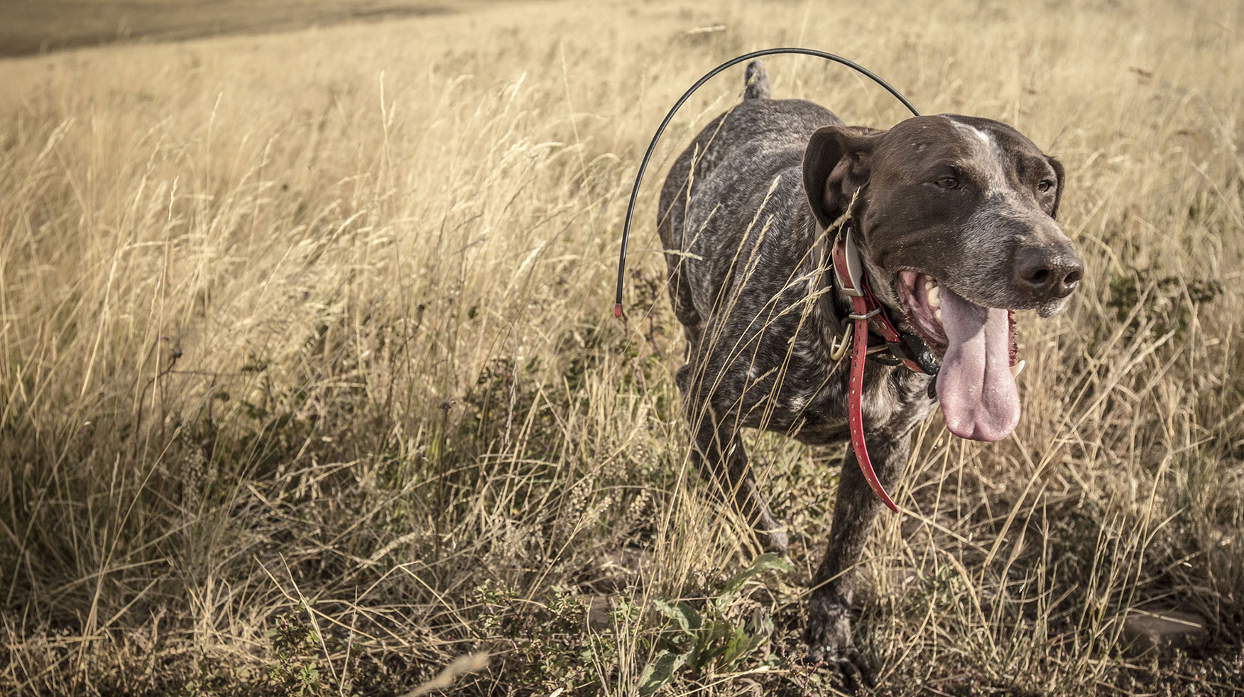 Dogs on point, autumn prairie