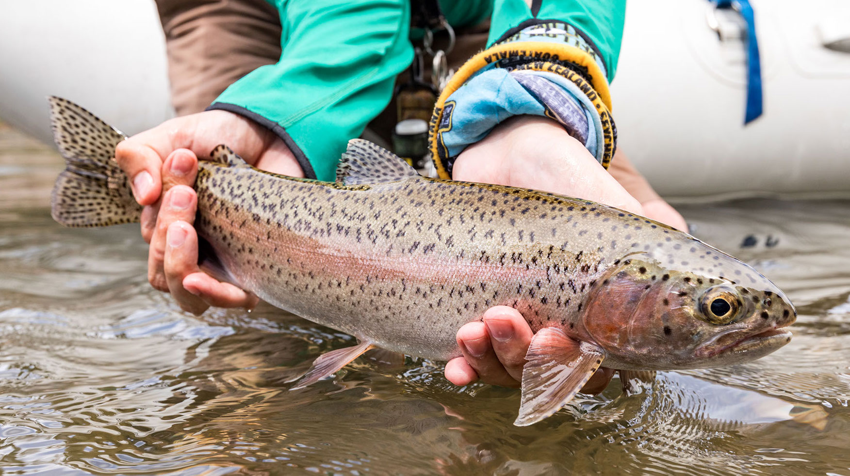 A wild Montana trout