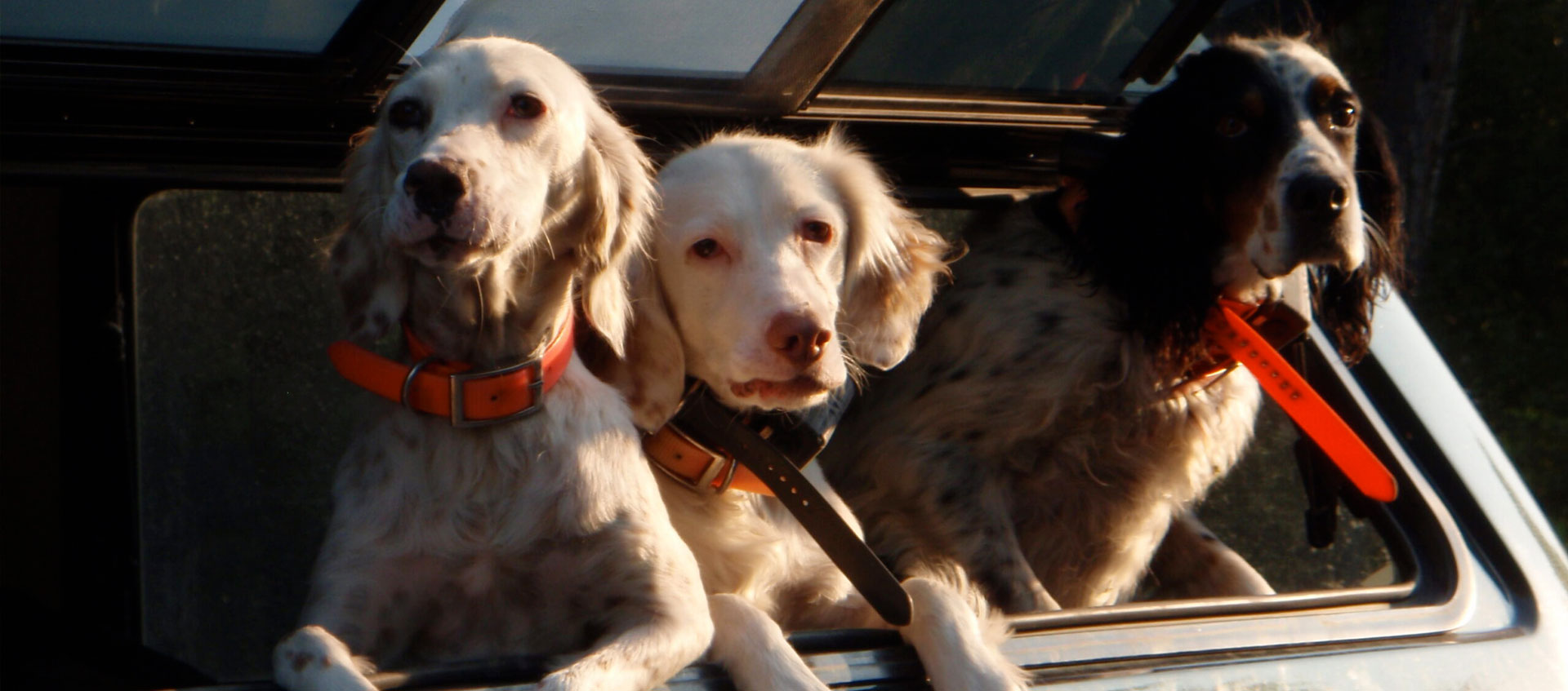 Bird dogs and the hunting truck at Sharptail Lodge