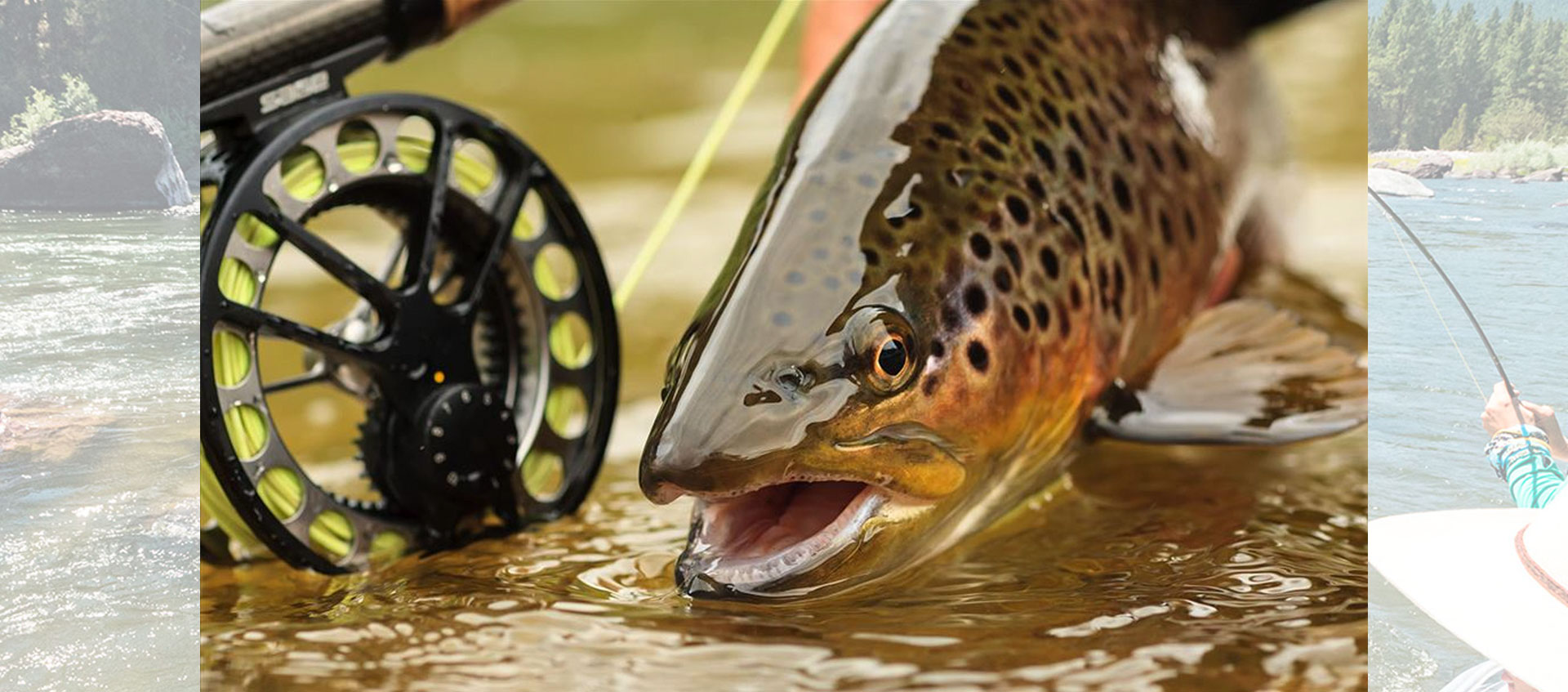 A Smith River trout