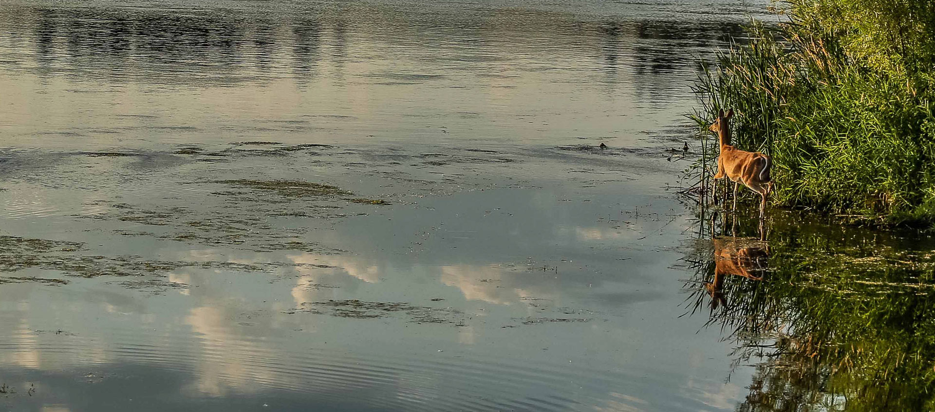 Wildlife along the Missouri River